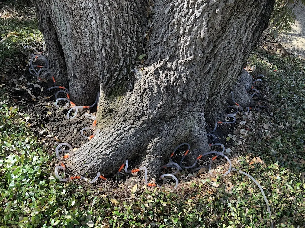 Detailed Tree Cabling and Bracing job site in Florence